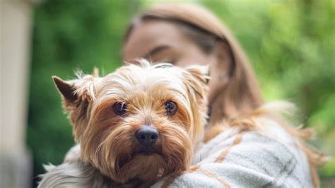 Do Yorkshire Terriers Get Depressed? Signs to Watch