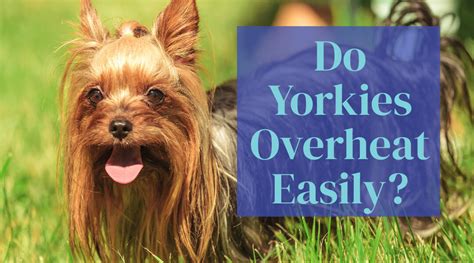 Do Yorkshire Terriers Overheat Easily?