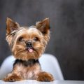 Do Yorkshire Terriers Require Special Diets?