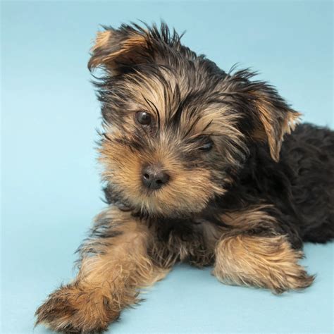 Does Your Yorkie Need More Love?