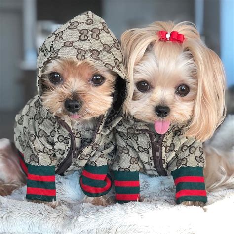 Does Your Yorkie Need Winter Clothes?