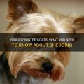 Does Your Yorkie Need a Winter Coat Trim?