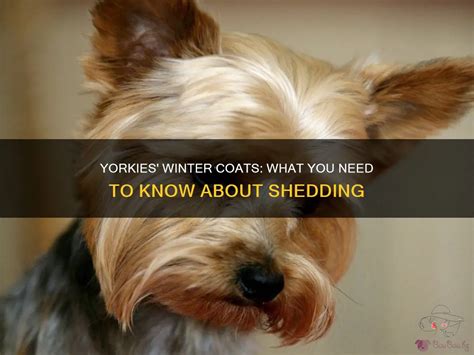 Does Your Yorkie Need a Winter Coat Trim?