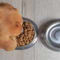 Dog Bowls That Cannot Be Tipped Over