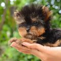 Dog Names For Teacup Yorkies