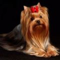 Dog Show Yorkie