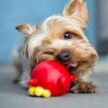 Dog Toys For Yorkies