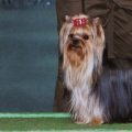 Early Yorkie Show Champions