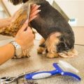 Essential Yorkie Grooming Tools