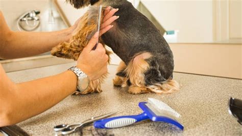 Essential Yorkie Grooming Tools