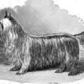 Extinct Yorkshire Terrier Traits