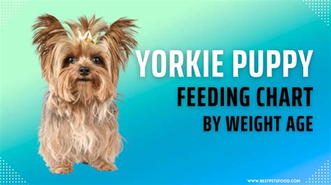 Feeding Your Yorkie: Age Guide