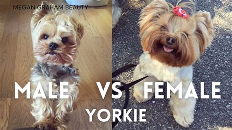 Female Vs Male Yorkie