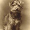 Find Historic Yorkie Photos