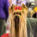 First Yorkshire Terrier Show Winners