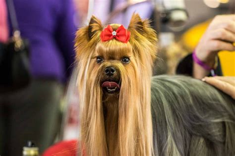 First Yorkshire Terrier Show Winners