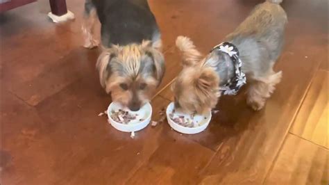 Fix Yorkie Mealtime Stress