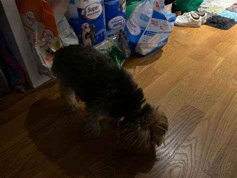 Fix Yorkie Upset Stomach