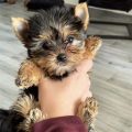 Fluffy Yorkie