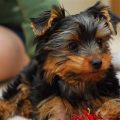 Fluffy Yorkie Puppy