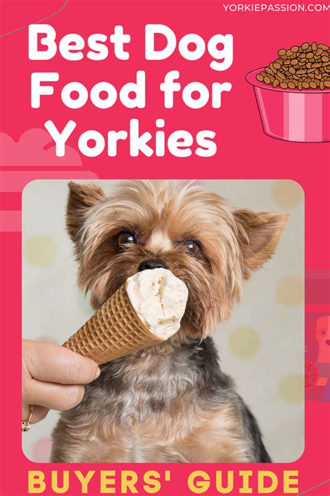 Foods for Yorkie Brain Health