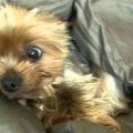 Funny Yorkie Videos