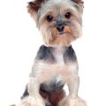 Grey Yorkshire Terrier