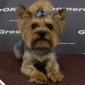 Groomed Yorkie Face