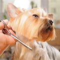 Grooming a Yorkie face