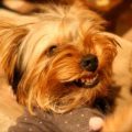 Growling Yorkie