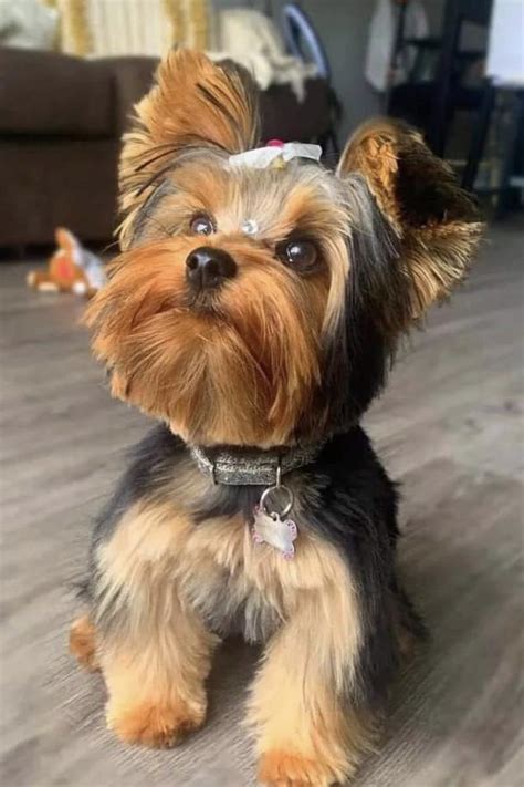 Grown Yorkie