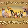 Happy Fur Baby Mother’s Day