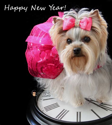 Happy New Year Yorkie