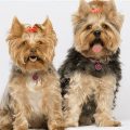 Help Yorkie Digest Better