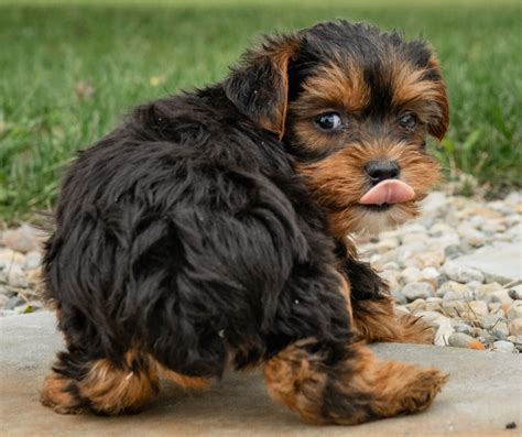 Help Your Yorkie Lose Weight