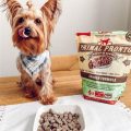 High-Protein Yorkie Diet