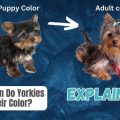 Historic Yorkie Color Changes