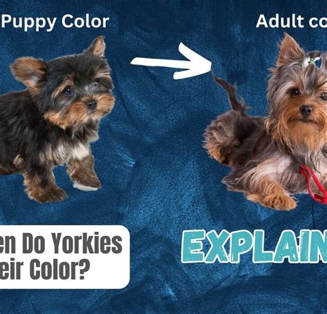 Historic Yorkie Color Changes