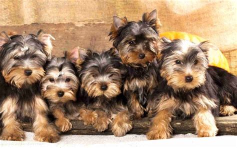 Historic Yorkshire Terrier Kennels