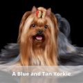 How Did Yorkies Get Their Blue Coat?