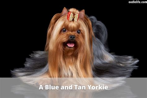 How Did Yorkies Get Their Blue Coat?