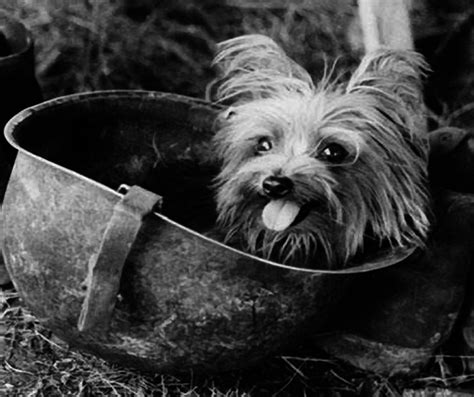 How Did Yorkies Survive World Wars?