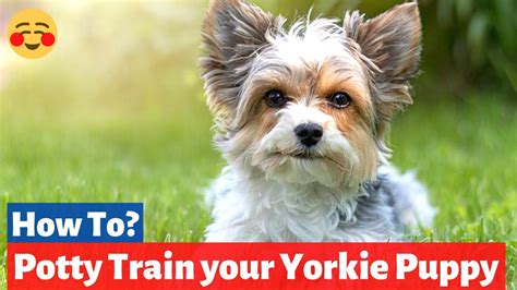 How Do You Potty Train A Yorkie Puppy