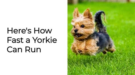 How Fast Do Yorkies Run