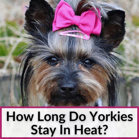 How Long Are Yorkies In Heat