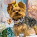 How Long Can A Teacup Yorkie Live