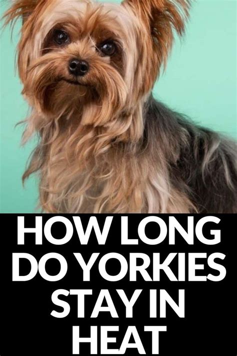 How Long Do Yorkies Stay In Heat