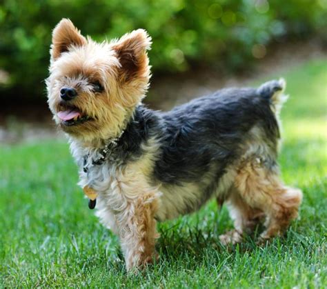 How Many Kinds Of Yorkies Are There