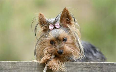 How Many Puppies Do Teacup Yorkies Have