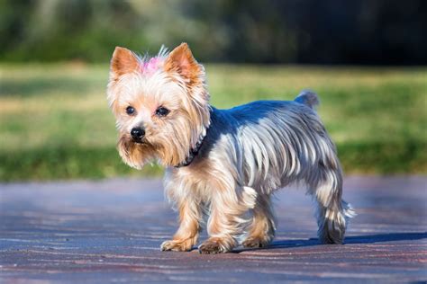 How Much Are Yorkshire Terriers Cost